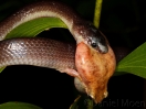 snake_eating_frog_watermark
