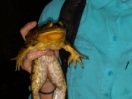 Allison with bullfrog
